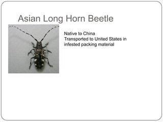 Asian Long Horn Beetle
          Native to China
          Transported to United States in
          infested packing material
 
