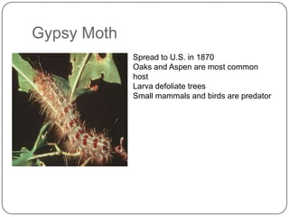 Gypsy Moth
             Spread to U.S. in 1870
             Oaks and Aspen are most common
             host
             Larva defoliate trees
             Small mammals and birds are predator
 