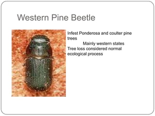 Western Pine Beetle
            Infest Ponderosa and coulter pine
            trees
                    Mainly western states
            Tree loss considered normal
            ecological process
 