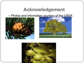 Acknowledgement
 Photos and information courtesy of the USDA
 forest service
 