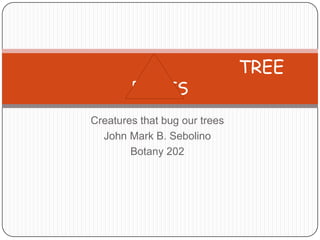 TREE
        PESTS
Creatures that bug our trees
  John Mark B. Sebolino
        Botany 202
 