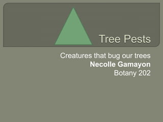 Tree Pests Creatures that bug our trees NecolleGamayon Botany 202 
