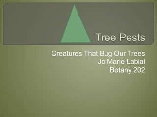 Creatures That Bug Our Trees
              Jo Marie Labial
                 Botany 202
 