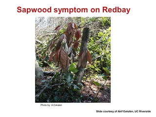 Photo by: A.Eskalen 
Slide courtesy of Akif Eskalen, UC Riverside 
 