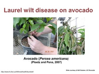 Avocado (Persea americana) 
(Ploetz and Pena, 2007) 
http://www.fs.fed.us/r8/foresthealth/laurelwilt 
Slide courtesy of Akif Eskalen, UC Riverside 
 