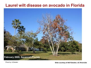 Laurel wilt disease caused by Raffaelea sp. on backyard avocado trees in Florida 
February 2009, Savannah/Florida 
Photo by: A.Eskalen Slide courtesy of Akif Eskalen, UC Riverside 
 