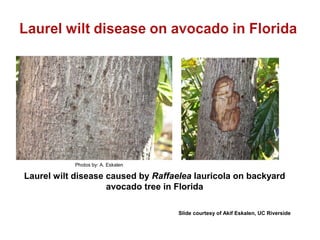 Photos by: A. Eskalen 
Laurel wilt disease caused by Raffaelea lauricola on backyard 
avocado tree in Florida 
Slide courtesy of Akif Eskalen, UC Riverside 
 