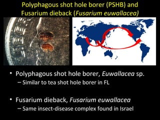 Polyphagous shot hole borer (PSHB) and 
Fusarium dieback (Fusarium euwallacea) 
• Polyphagous shot hole borer, Euwallacea sp. 
– Similar to tea shot hole borer in FL 
• Fusarium dieback, Fusarium euwallacea 
– Same insect-disease complex found in Israel 
 
