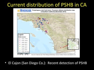Current distribution of PSHB in CA 
• El Cajon (San Diego Co.): Recent detection of PSHB 
 