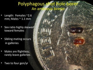 Polyphagous shot hole borer 
An ambrosia beetle 
• Length: Females ~2.6 
mm; Males ~ 1.1 mm 
• Sex ratio highly skewed 
toward females 
• Sibling mating occurs 
in galleries 
• Males are flightless; 
rarely leave galleries 
• Two to four gen/yr 
 