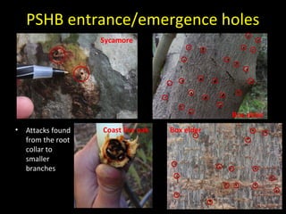PSHB entrance/emergence holes 
• Attacks found 
from the root 
collar to 
smaller 
branches 
Sycamore 
Box elder 
Coast live oak Box elder 
 