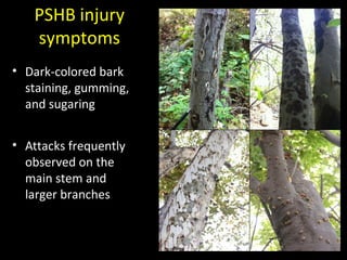 PSHB injury 
symptoms 
• Dark-colored bark 
staining, gumming, 
and sugaring 
• Attacks frequently 
observed on the 
main stem and 
larger branches 
 