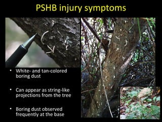PSHB injury symptoms 
• White- and tan-colored 
boring dust 
• Can appear as string-like 
projections from the tree 
• Boring dust observed 
frequently at the base 
 