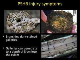 PSHB injury symptoms 
• Branching dark-stained 
galleries 
• Galleries can penetrate 
to a depth of 8 cm into 
the xylem 
 