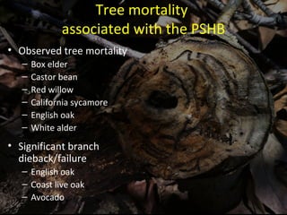 Tree mortality 
associated with the PSHB 
• Observed tree mortality 
– Box elder 
– Castor bean 
– Red willow 
– California sycamore 
– English oak 
– White alder 
• Significant branch 
dieback/failure 
– English oak 
– Coast live oak 
– Avocado 
 