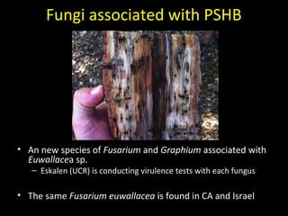 Fungi associated with PSHB 
• An new species of Fusarium and Graphium associated with 
Euwallacea sp. 
– Eskalen (UCR) is conducting virulence tests with each fungus 
• The same Fusarium euwallacea is found in CA and Israel 
 