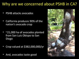 Why are we concerned about PSHB in CA? 
• PSHB attacks avocados 
• California produces 90% of the 
nation’s avocado crop 
• ~21,000 ha of avocados planted 
from San Luis Obispo to San 
Diego 
• Crop valued at $382,000,000/yr 
• And, avocados taste good 
 