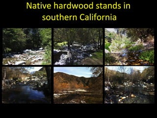 Native hardwood stands in 
southern California 
 
