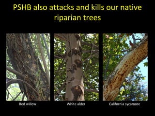 PSHB also attacks and kills our native 
riparian trees 
Red willow White alder California sycamore 
 