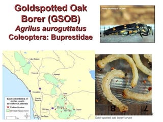 GGoollddssppootttteedd OOaakk 
BBoorreerr ((GGSSOOBB)) 
AAggrriilluuss aauurroogguuttttaattuuss 
CCoolleeoopptteerraa:: BBuupprreessttiiddaaee 
132 
Photo courtesy of UCANR 
 