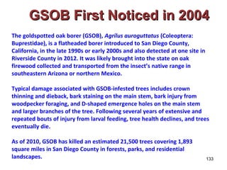 GGSSOOBB FFiirrsstt NNoottiicceedd iinn 22000044 
133 
The goldspotted oak borer (GSOB), Agrilus auroguttatus (Coleoptera: 
Buprestidae), is a flatheaded borer introduced to San Diego County, 
California, in the late 1990s or early 2000s and also detected at one site in 
Riverside County in 2012. It was likely brought into the state on oak 
firewood collected and transported from the insect’s native range in 
southeastern Arizona or northern Mexico. 
Typical damage associated with GSOB-infested trees includes crown 
thinning and dieback, bark staining on the main stem, bark injury from 
woodpecker foraging, and D-shaped emergence holes on the main stem 
and larger branches of the tree. Following several years of extensive and 
repeated bouts of injury from larval feeding, tree health declines, and trees 
eventually die. 
As of 2010, GSOB has killed an estimated 21,500 trees covering 1,893 
square miles in San Diego County in forests, parks, and residential 
landscapes. 
 
