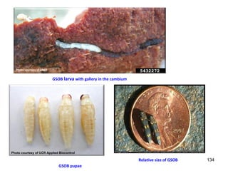 134 
Photo courtesy of UNCE 
GSOB larva with gallery in the cambium 
Photo courtesy of UCR Applied Biocontrol 
GSOB pupae 
Relative size of GSOB 
 
