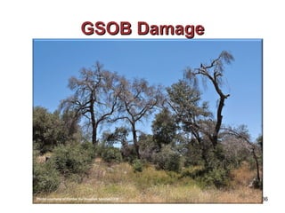 GGSSOOBB DDaammaaggee 
Photo courtesy of Center for Invasive Species UCR 136 
 