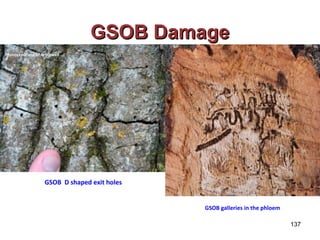 GGSSOOBB DDaammaaggee 
137 
Photos courtesy of Arborwell 
Photo by Tom Coleman USDAFS 
GSOB D shaped exit holes 
GSOB galleries in the phloem 
 