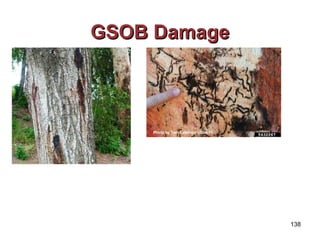 GGSSOOBB DDaammaaggee 
138 
Photo by Tom Coleman USDA FS 
 