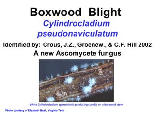 Boxwood Blight 
Cylindrocladium 
pseudonaviculatum 
Identified by: Crous, J.Z., Groenew., & C.F. Hill 2002 
A new Ascomycete fungus 
White Cylindrocladium sporodochia producing conidia on a boxwood stem 
Photo courtesy of Elizabeth Bush, Virginia Tech 
 