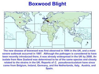 Boxwood Blight 
The new disease of boxwood was first observed in 1994 in the UK, and a more 
severe outbreak occurred in 1997. Although the pathogen is considered to have 
been recently introduced there, it was already widespread in the UK by 2000. An 
isolate from New Zealand was determined to be of the same species and closely 
related to the strains in the UK. Reports of C. pseudonaviculatum have since 
come from Belgium, Ireland, Germany, and the Netherlands, Italy, Austria, and 
Spain. 
 