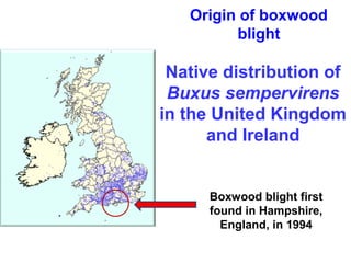 Map courtesy of Online Atlas of the British and Irish Flora 
Origin of boxwood 
blight 
Native distribution of 
Buxus sempervirens 
in the United Kingdom 
and Ireland 
Boxwood blight first 
found in Hampshire, 
England, in 1994 
 