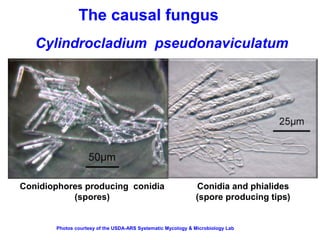 The causal fungus 
Cylindrocladium pseudonaviculatum 
Conidia and phialides 
(spore producing tips) 
Conidiophores producing conidia 
(spores) 
Photos courtesy of the USDA-ARS Systematic Mycology & Microbiology Lab 
 