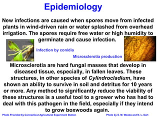 New infections are caused when spores move from infected 
plants in wind-driven rain or water splashed from overhead 
irrigation. The spores require free water or high humidity to 
germinate and cause infection. 
Microsclerotia are hard fungal masses that develop in 
diseased tissue, especially, in fallen leaves. These 
structures, in other species of Cylindrocladium, have 
shown an ability to survive in soil and detritus for 10 years 
or more. Any method to significantly reduce the viability of 
these structures is a useful tool to a grower who has had to 
deal with this pathogen in the field, especially if they intend 
to grow boxwoods again. 
Photo by S. M. Weeda and N. L. Dart 
Epidemiology 
Infection by conidia 
Microsclerotia production 
Photo Provided by Connecticut Agricultural Experiment Station 
 