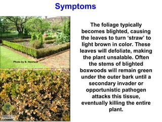 Photo by B. Henricot 
The foliage typically 
becomes blighted, causing 
the leaves to turn ‘straw’ to 
light brown in color. These 
leaves will defoliate, making 
the plant unsalable. Often 
the stems of blighted 
boxwoods will remain green 
under the outer bark until a 
secondary invader or 
opportunistic pathogen 
attacks this tissue, 
eventually killing the entire 
plant. 
Symptoms 
 