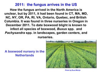 2011: the fungus arrives in the US 
How the fungus arrived in the North America is 
unclear, but by 2011, it had been found in CT, MA, MD, 
NC, NY, OR, PA, RI, VA, Ontario, Quebec, and British 
Columbia. It was found in three nurseries in Oregon in 
December 2011. To date boxwood blight is known to 
infect all species of boxwood, Buxus spp. and 
Pachysandra spp. in landscapes, garden centers, and 
Photo by Ruud Morijn 
nurseries. 
A boxwood nursery in the 
Netherlands 
 