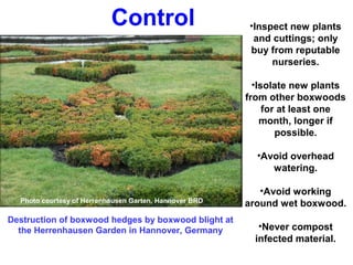 Control •Inspect new plants 
Photo courtesy of Herrenhausen Garten, Hannover BRD 
and cuttings; only 
buy from reputable 
nurseries. 
•Isolate new plants 
from other boxwoods 
for at least one 
month, longer if 
possible. 
•Avoid overhead 
watering. 
•Avoid working 
around wet boxwood. 
•Never compost 
infected material. 
Destruction of boxwood hedges by boxwood blight at 
the Herrenhausen Garden in Hannover, Germany 
 