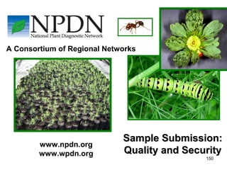 150 
A Consortium of Regional Networks 
www.npdn.org 
www.wpdn.org 
SSaammppllee SSuubbmmiissssiioonn:: 
QQuuaalliittyy aanndd SSeeccuurriittyy 
 