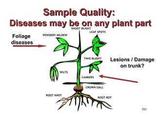 151 
Foliage 
diseases 
SSaammppllee QQuuaalliittyy:: 
DDiisseeaasseess mmaayy bbee oonn aannyy ppllaanntt ppaarrtt 
Lesions / Damage 
on trunk? 
 