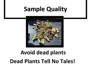 SSaammppllee QQuuaalliittyy 
Avoid dead plants 
Dead Plants Tell No Tales! 
 