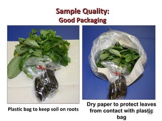 155 
SSaammppllee QQuuaalliittyy:: 
GGoooodd PPaacckkaaggiinngg 
Dry paper to protect leaves 
from contact with plastic 
bag 
Plastic bag to keep soil on roots 
 