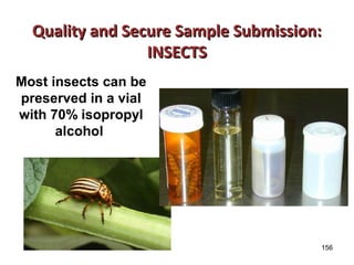 Quality aanndd SSeeccuurree SSaammppllee SSuubbmmiissssiioonn:: 
156 
IINNSSEECCTTSS 
Most insects can be 
preserved in a vial 
with 70% isopropyl 
alcohol 
 