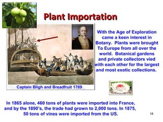 PPllaanntt IImmppoorrttaattiioonn 
With the Age of Exploration 
came a keen interest in 
Botany. Plants were brought 
To Europe from all over the 
world. Botanical gardens 
and private collectors vied 
with each other for the largest 
and most exotic collections. 
18 
Captain Bligh and Breadfruit 1789 
In 1865 alone, 460 tons of plants were imported into France, 
and by the 1890’s, the trade had grown to 2,000 tons. In 1875, 
50 tons of vines were imported from the US. 
 