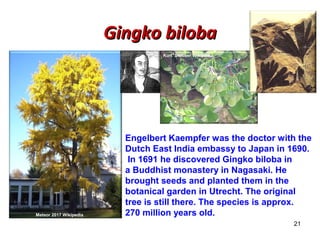 GGiinnggkkoo bbiilloobbaa 
21 
Meteor 2017 Wikipedia 
Kurt Stueber Wikipedia 
Engelbert Kaempfer was the doctor with the 
Dutch East India embassy to Japan in 1690. 
In 1691 he discovered Gingko biloba in 
a Buddhist monastery in Nagasaki. He 
brought seeds and planted them in the 
botanical garden in Utrecht. The original 
tree is still there. The species is approx. 
270 million years old. 
 
