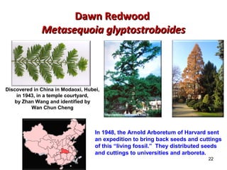 DDaawwnn RReeddwwoooodd 
MMeettaasseeqquuooiiaa ggllyyppttoossttrroobbooiiddeess 
22 
Discovered in China in Modaoxi, Hubei, 
in 1943, in a temple courtyard, 
by Zhan Wang and identified by 
Wan Chun Cheng 
http://arbresvenerables.free.fr 
In 1948, the Arnold Arboretum of Harvard sent 
an expedition to bring back seeds and cuttings 
of this “living fossil.” They distributed seeds 
and cuttings to universities and arboreta. 
 