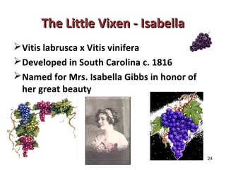 24 
TThhee LLiittttllee VViixxeenn -- IIssaabbeellllaa 
Vitis labrusca x Vitis vinifera 
Developed in South Carolina c. 1816 
Named for Mrs. Isabella Gibbs in honor of 
her great beauty 
 