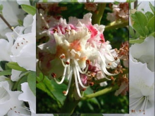 28 
Commodore Matthew Perry Pays a Visit: 
Tokyo 1853 
 