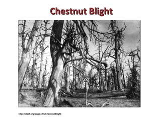 CChheessttnnuutt BBlliigghhtt 
http://ctacf.org/page.cfm/ChestnutBlight 
 