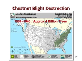 CChheessttnnuutt BBlliigghhtt DDeessttrruuccttiioonn 
31 
 