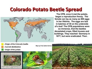 CCoolloorraaddoo PPoottaattoo BBeeeettllee SSpprreeaadd 
Map by Fritz Geller-Grimm 
The CPB, once it met the potato, 
began a reproduction frenzy. The 
female can lay as many as 800 eggs 
in her lifetime. The eggs are laid 
in batches of 30 on the underside 
of a leaf. The CPB populations were 
so immense, that the beetles 
devastated crops, filled houses and 
buildings. They reached Germany in 
1877, but were eradicated. Then… 
Photo: Estonian Institute of Agriculture 
 
